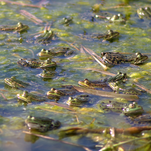 nature geotagged pond natur frog frogs teich frosch burningrubber frösche tümpel supershot wasserfrosch madeittoexplore abigfave canoneos450d naturewatcher dragondaggerphoto geo:lat=5118869935209279 geo:lon=6720498339674147