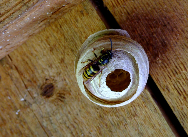 Solitary Wasp and nest | Flickr - Photo Sharing!