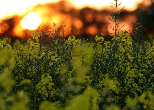 sunset field yellow gold spring rapeseed oilseed