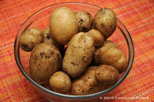 Homegrown Kennebec potatoes
