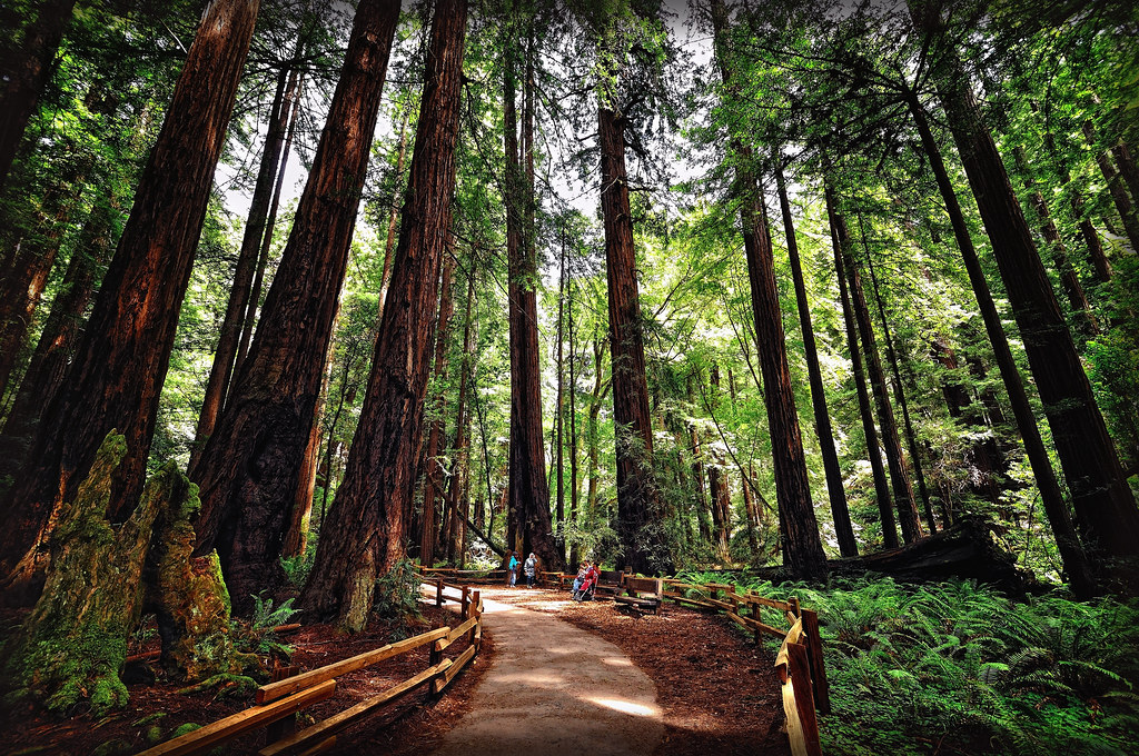 Muir Woods National Monument (Redwood/ Sequoias). San Francisco (California/ USA)