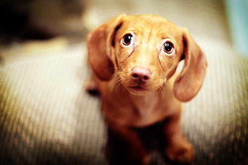 already a master of the sad puppy dog eyes | Flickr - Photo Sharing!