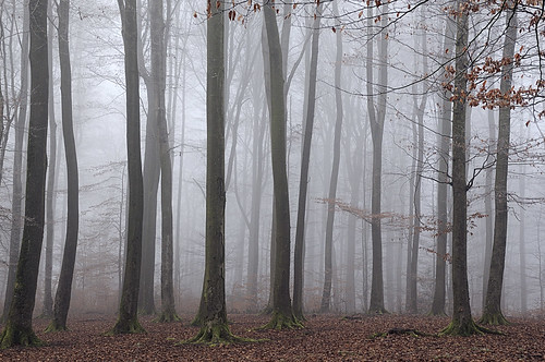 mist fog forest geotagged hermannhesse bigmomma beechgrove challengeyouwinner thumbsupwinner 19january2010explore geo:lat=48125161 geo:lon=7885