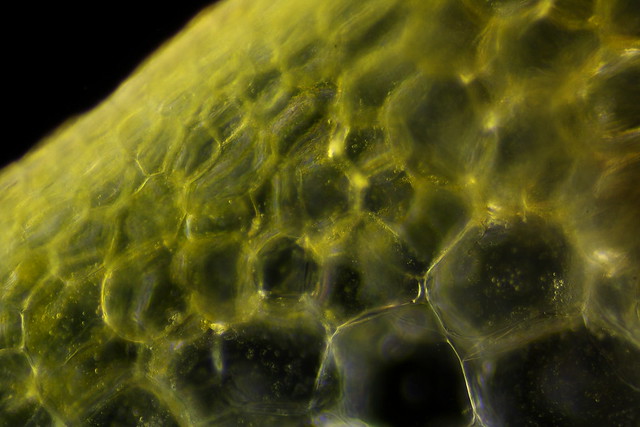 Pineapple Under Microscope