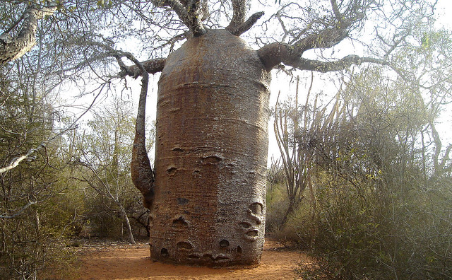 The 'Teapot'. Ancient Baobab in spiny forest at Rena la Botanical park.