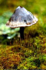 macro mushroom 