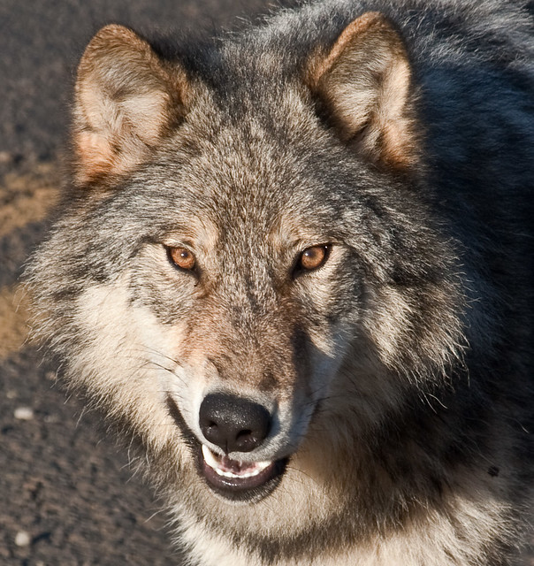 Grey Wolf Snarl