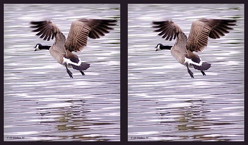 water animal outside outdoors flying stereoscopic stereogram stereophoto 3d crosseye md conversion wildlife brian flight maryland goose stereo wallace stereopair pasadena waterfowl winged sidebyside canadagoose feathered stereoscopy stereographic spm freeview crossview 2d3d brianwallace xview xeye