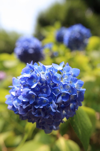 blue flower green japan tokyo東京 canonef1635mmf28liiusm yakushiikepark薬師池公園 hydrangeaアジサイ
