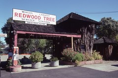 The Redwood Tree Serivce Station