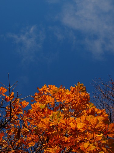 autumn trees red orange graveyard leaves sunrise bluesky steam darlington lowsun olympuse420 bobjewers