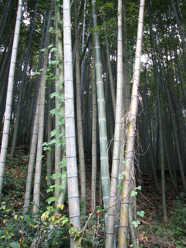 wood japan countryside bamboo 日本 campagne japon bambou bois 田舎 竹林 usuki 臼杵 臼杵石仏 valléedesbouddhas valleyofbuddhas