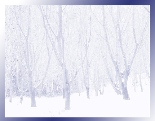 blue winter snow landscape pb paisagem galiza bosque neve monte inverno ramo floresta árvore frio pola cerceda paisaxe nespereira 0661 orxeira queixas orxeiraxaneiro10 0661661