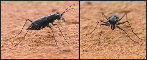 macro closeup canon bug insect tiger beetle powershot inseto mandibula besouro sx110