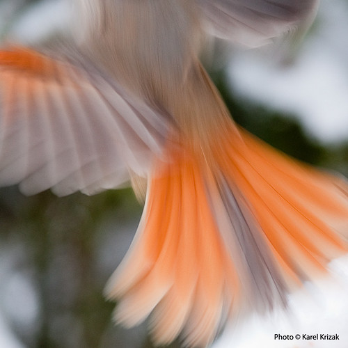 abstract bird norway canon tail wing fugl eos5d verdal siberianjay finnvola