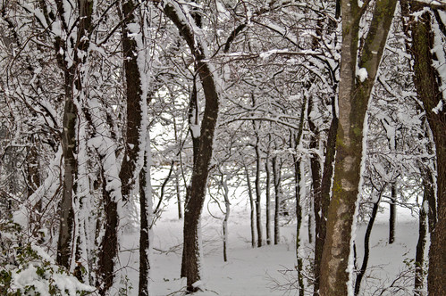 trees winter snow canon landscape geotagged texas allen 7d hdr lightroom celebrationpark 3xp canonef28135mmf3556isusm photomatix tonemapped 2ev tthdr allentx realistichdr detailsenhancer canoneos7d geo:lat=33108236 geo:lon=96624112