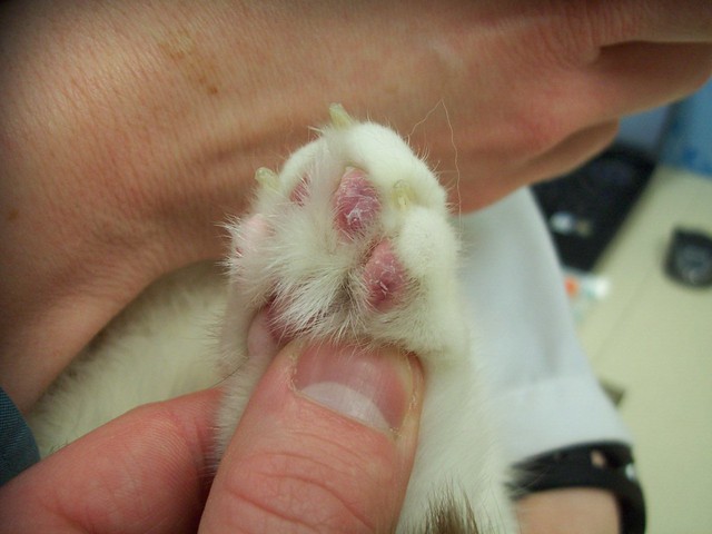 sores-on-the-foot-pads-of-this-cat-s-paws-he-was-diagnosed-with