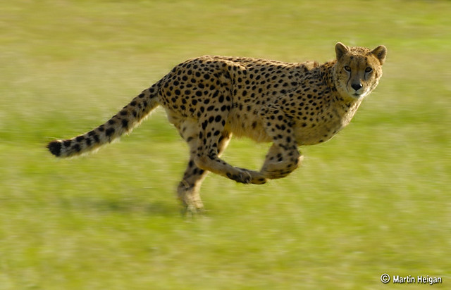 Fast, Faster, Cheetah  Flickr  Photo Sharing!