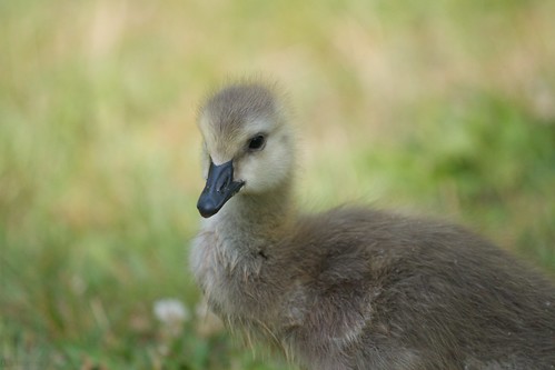 baby lake geese ft meade burba ef70200mmf4lusm 2010inphotos aperture3