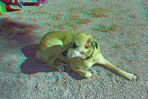 blue dog geotagged stereoscopic stereophoto stereophotography 3d fuji cyan anaglyph stereo finepix hippie stereoview w1 redblue stereoscopy w3 anaglyphic 3dimensional redblueglasses anaglifo 3danaglyph ttw redcyan redcyanglasses cyanred real3d 3dphoto escanar 3dpicture 3dphotograph anaglyph3d anaglyphic3d 3dstereoimage glassesred 3dstereopicture imageanaglyph marketibizaeivissa3d3d photoanaglyphanaglyphicstereostereoscopicstereophotored bluestereophotography3d