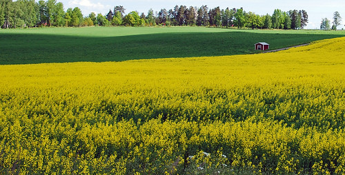 shadow red sun house green yellow forest sweden rapeseed östergötland finspång doverstorp