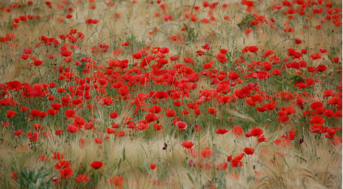 wonderfulworldofflowers