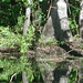 Alligator Canal   DSCN1728