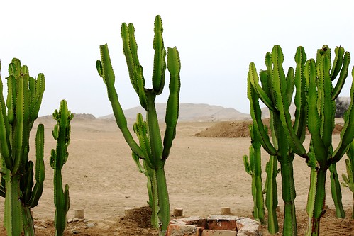 cactus peru landscape ruins desert paisaje perú ruinas precolumbian pachacamac precolombino garúa ychsmaculture ychsma heritagesite6149 pachacamacculture