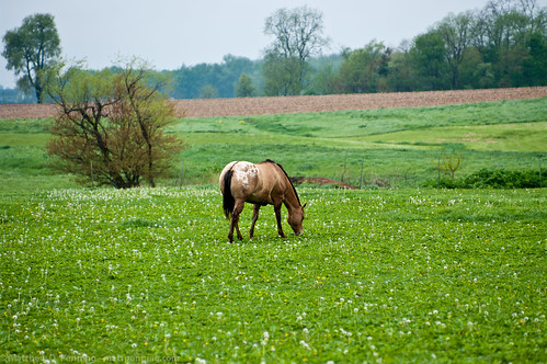 horse green field spring pentax farm potd eat grazing dandelions graze farmfield mattpenning kmount k20d penningphotography justpentax pentaxk20d pentaxsmcda50135mmf28edifsdm farmingdaleillinois