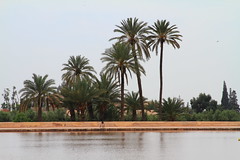 Palm Trees in Morocco