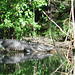 Alligator Canal   DSCN1721