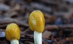 Springtails on fungi
