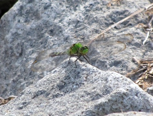 park travel usa green nature rock canon insect daylight rocks view state dragonfly stones wildlife south peaceful powershot daytime arkansas geology tranquil sx10is waltphotos