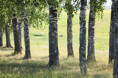 landscape nature grove birch trees tree birchgrove wood trunk leaves grass summer light shadows way road hill canon canoneos550d helios442 ussrlens