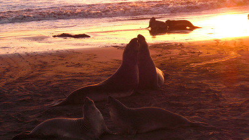 sunset elephant animal rock seal sansimeon elephantsealvistapoint