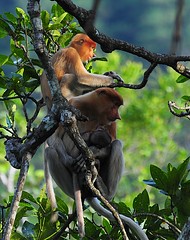 Mom, Dad and Kid (Proboscis Monkey)
