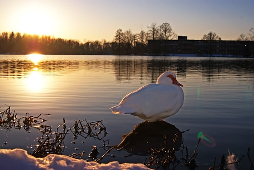winter sunset sun white lake snow water campus duck illinois southern siu