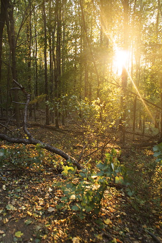 autumn sunset leaves forest evening woods primevalforestgroups