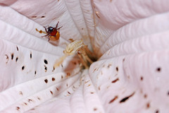 Beetle and Solanaceae, Yaupi