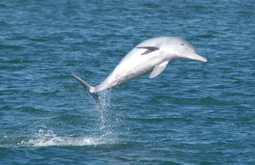 駝海豚。（來源：Blue Dolphin Marine Tours）