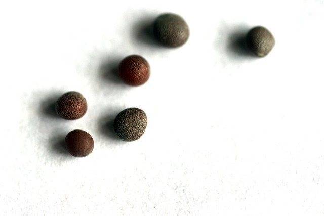 Mustard seed from Flickr via Wylio