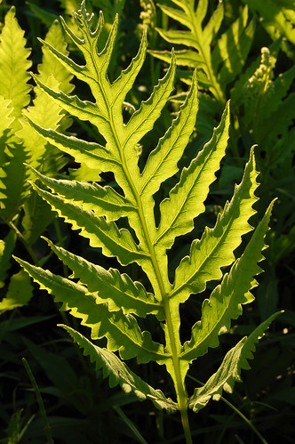 leaves wisconsin may ferns prairies dryopteridaceae danecounty sensitivefern onoclea pleasantvalleyconservancy taxonomy:binomial=onocleasensibilis backlitonocleasensibilis
