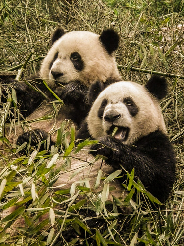 Panda Breeding Centre, Chengdu