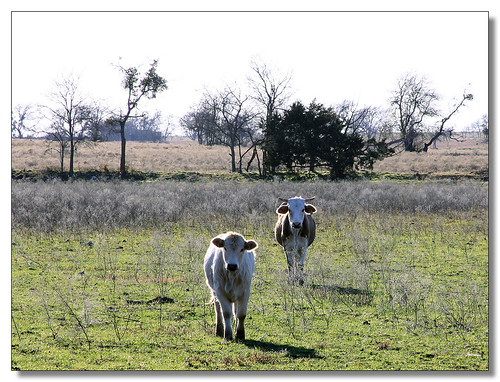 ranch field texas cattle cows beef backroads turnersville coryellcounty