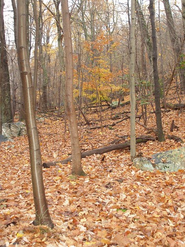 forest landscape sugarloaf