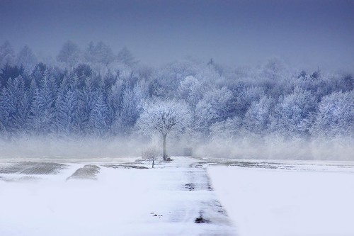 blue schnee trees winter white mist snow cold tree fog forest germany landscape deutschland frost nebel january blau landschaft wald baum januar kälte niedersachsen weis baüme infinestyle ellershausen niemetal