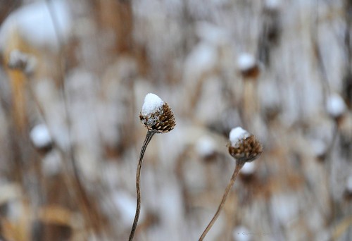 winter wild plants brown white snow cold lines painting focus bokeh shapes windy canvas prairie depth snowcap wilflowers