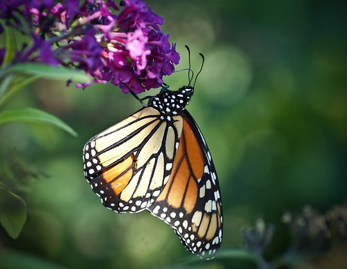 butterfly © 70300mm raleighnc monarchbutterfly lightshadows jcraulstonarboretum garyburke olympuse620 touchofbokeh