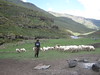 Looking sheepish in Lesotho