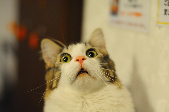 Un chat effrayé - © dat' / Flickr Creative Commons